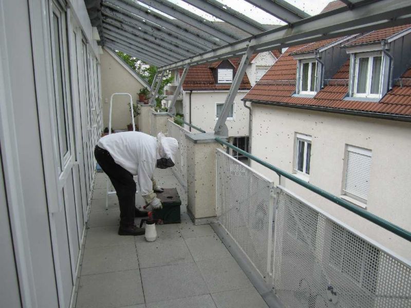 Die Bienen kommen in eine Transportbox