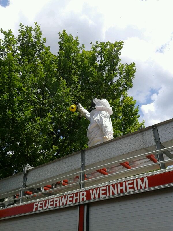 Bienenschwarm und brennender Toaster