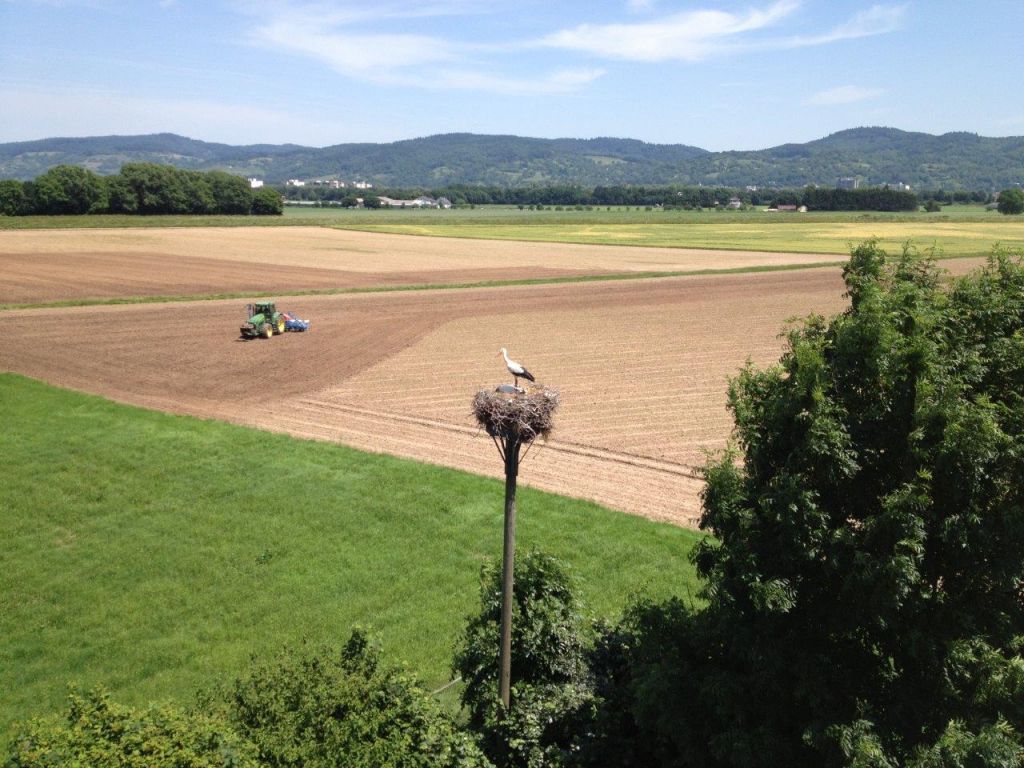Der Jungstorch lebt und hat einen Ring
