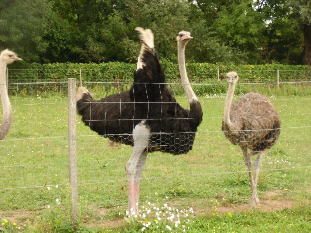 Jahresstatistik 2012 der Feuerwehren