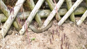 Schlange im Garten