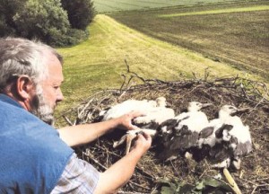 Storche werden beringt 