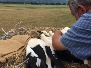 11401190_920179728023902_2094047852940154757_n