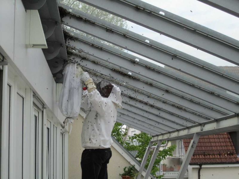 Imker versucht das Bienenvolk einzufangen