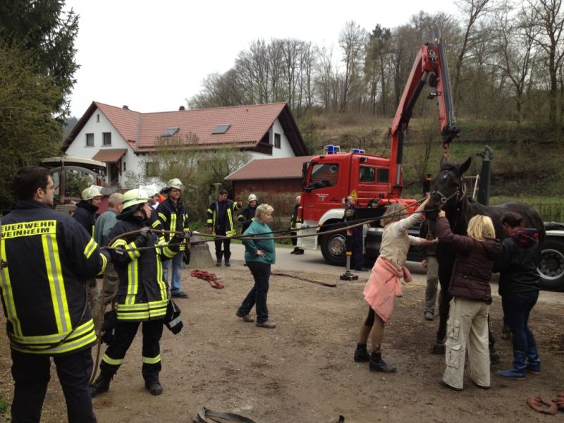 Pferd in Atzelbach