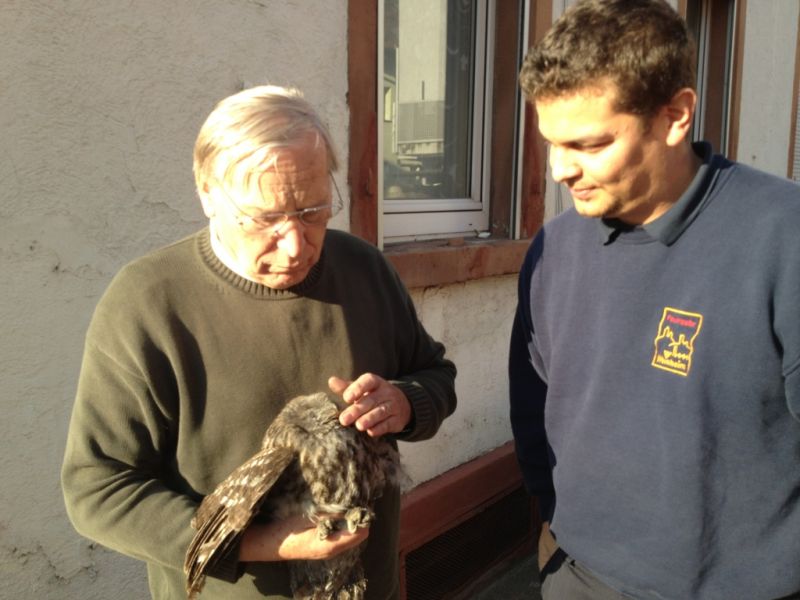 Rettung eines Waldkauzes