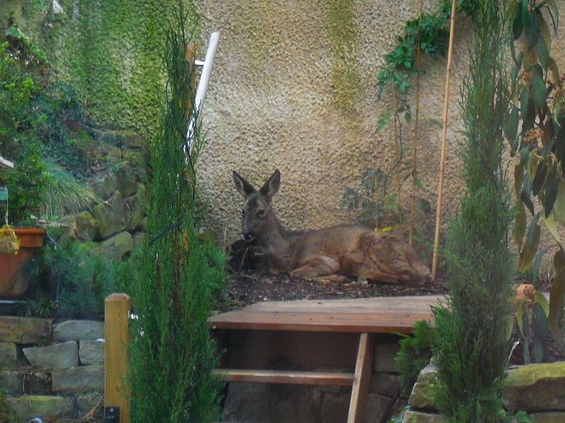 Reh in Gartenanlage