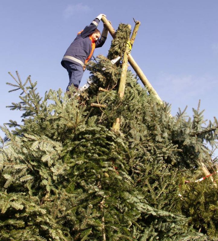 Christbäume werden wieder gesammelt