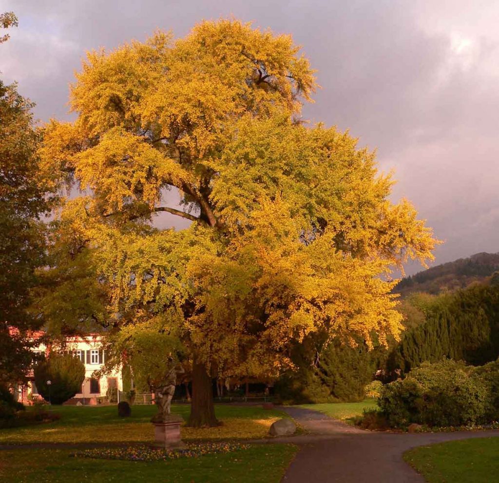 Gefahren auf herbstlichen Straßen